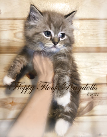 Seal Mitted Lynx Mink Boy Logo and Copyright
