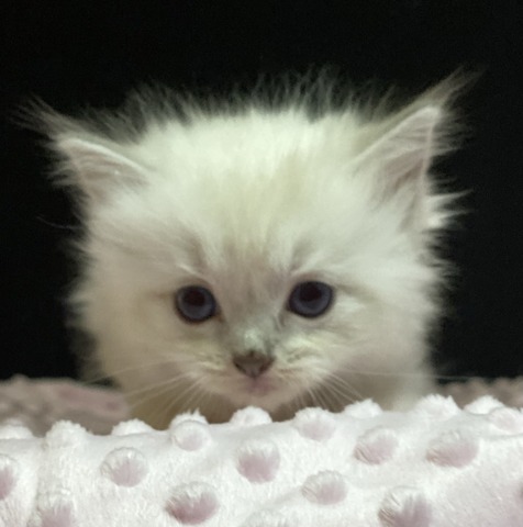 Purple Girl tiny
