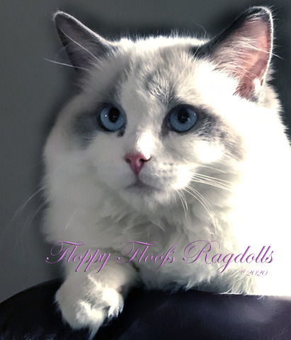 Iris - Retired - Rehomed (Iris)
