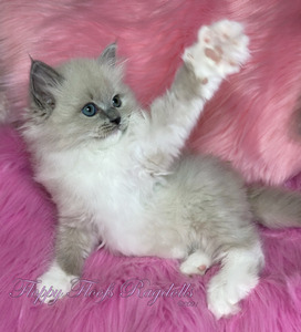 F4 Blue Mitted Mink Girl
