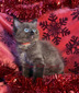 Daisy - Congratulations Gia!