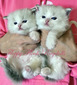 Iris's Girls