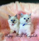 Fiona's Boys - SOLD