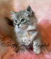 Blue Sepia Lynx  Girl - SOLD