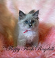 Blue Mitted Mink Girl with Blaze- SOLD