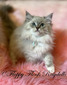 Blue Mitted Lynx Mink Girl - SOLD