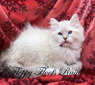 Ivy Blue Mitted Lynx Boy - SOLD
