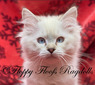 Jada Seal Lynx Mink Boy - SOLD