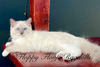 Blue Mitted Traditional Girl - SOLD