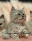 Blue Mitted Mink Lynx Boy - SOLD