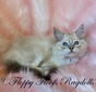 Seal Mitted Traditional Lynx Girl