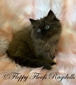 R -1 Seal Sepia Male -SOLD to Barbie