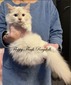 Cinnamon Mitted Mink Lynx Reserved - SOLD