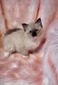 EM-1 Seal Mitted Traditional Female