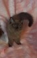SOLD / SK-2 Seal Point Sepia Female / SOLD
