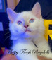 SOLD - SK-1  Lilac Male - SOLD