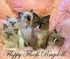 SOLD/Storm and Kringle litter/SOLD