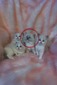 Boo’s Blue Mitted Mink Male