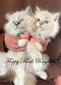 Maple’s Litter 11/23