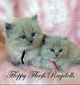 Belle’s 2025 Litter
