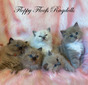 Sable/Storm Female Kittens