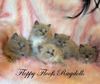 Sable/Storm Male Kittens