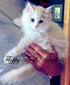 CK-1 (Cleo/Kringle Bi-Color Boy)