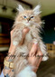 Cleo’s Lynx Mitted Boy (‘Bernie’)