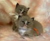 Sable/Kringle Litter  -  1 female available  -  ready to go mid/March..
